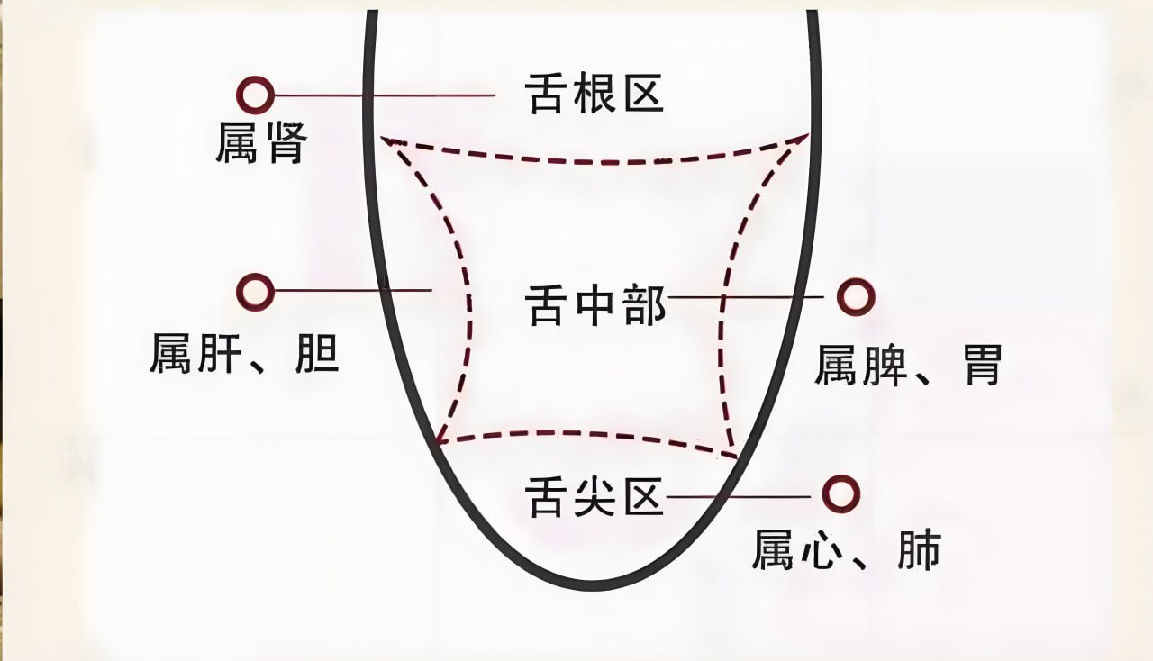 中医舌诊 1.1G 包括诊断课程 教学 及宣传片插图 中医舌诊 1.1G 包括诊断课程 教学 及宣传片
